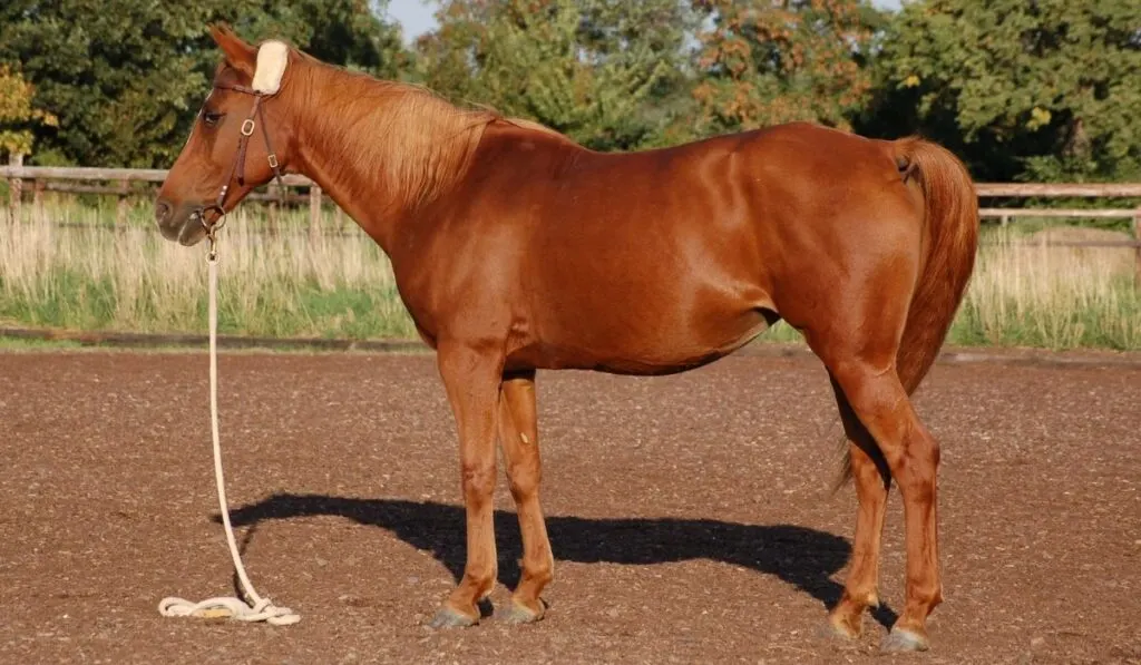 https://www.martinvrijland.nl/wp-content/uploads/2022/02/Horse-Standing-Still-1024x597.jpg.webp